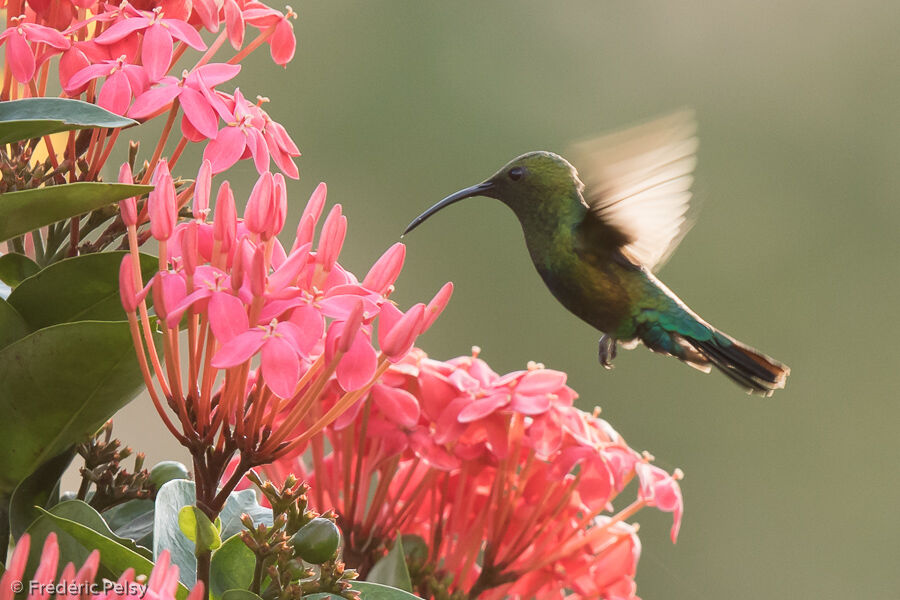 Colibri falle-vertadulte, Vol, mange