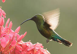 Green-throated Carib