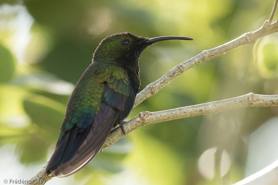 Green-throated Caribadult