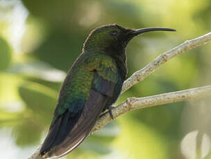 Colibri falle-vert