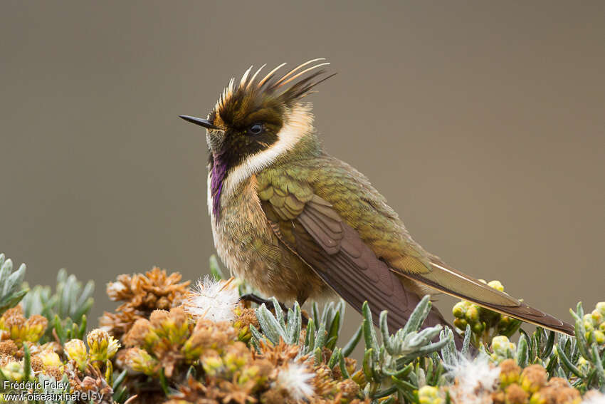 Buffy Helmetcrest male adult, identification