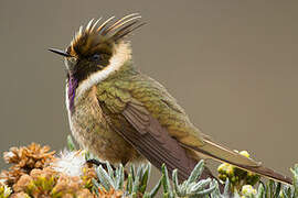 Colibri fauve