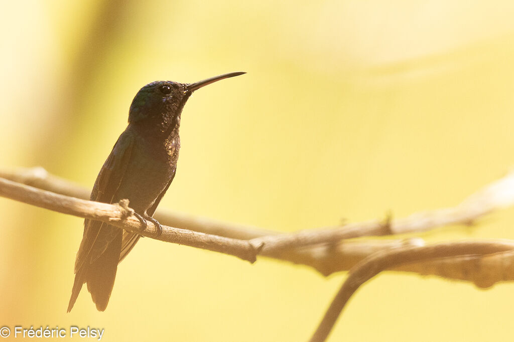 Sapphire-throated Hummingbird