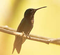 Sapphire-throated Hummingbird