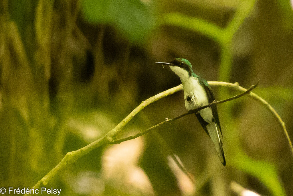 Colibri féérique