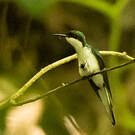 Colibri féérique