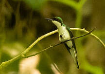 Colibri féérique