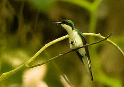 Purple-crowned Fairy