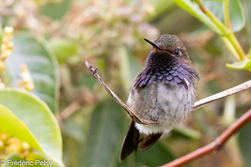 Colibri flammule mâle