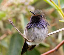 Colibri flammule