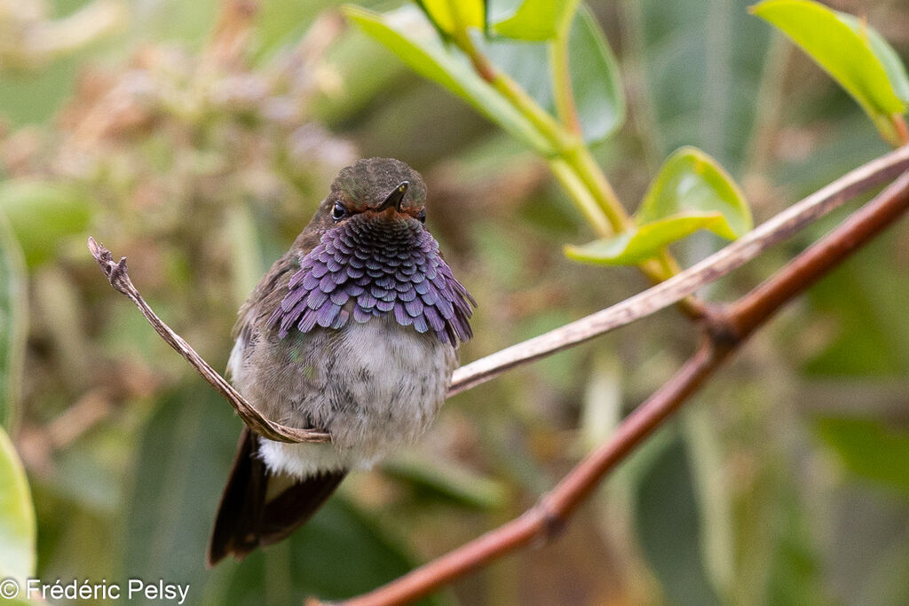 Colibri flammule mâle