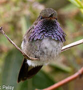 Volcano Hummingbird