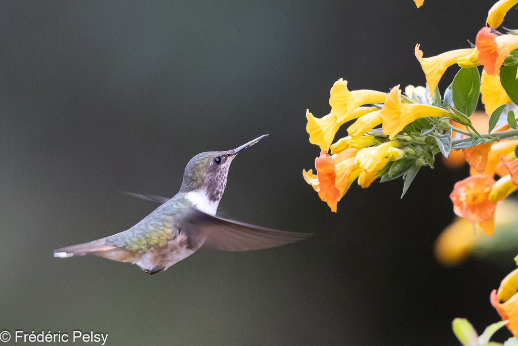 Colibri flammule femelle