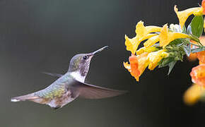 Colibri flammule