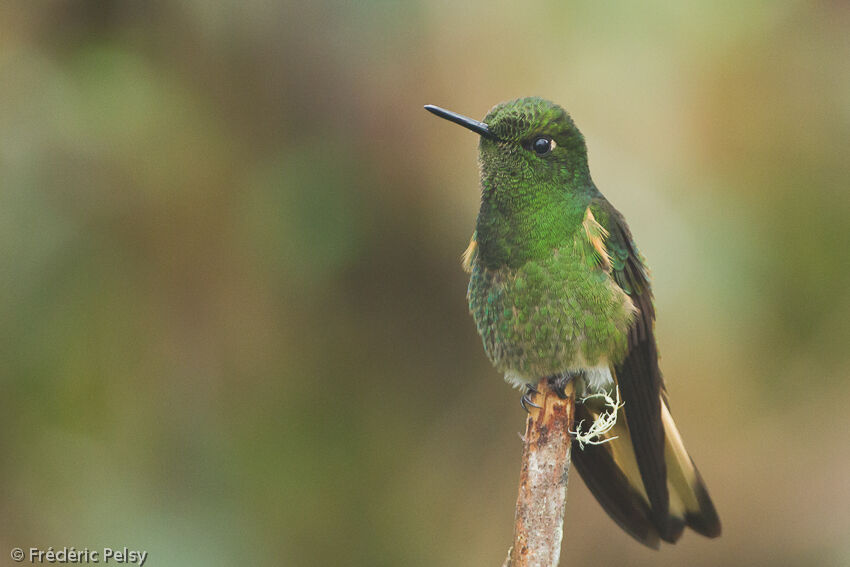 Buff-tailed Coronetadult