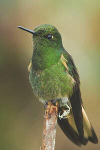 Colibri flavescent