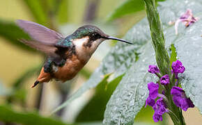 Colibri héliodore
