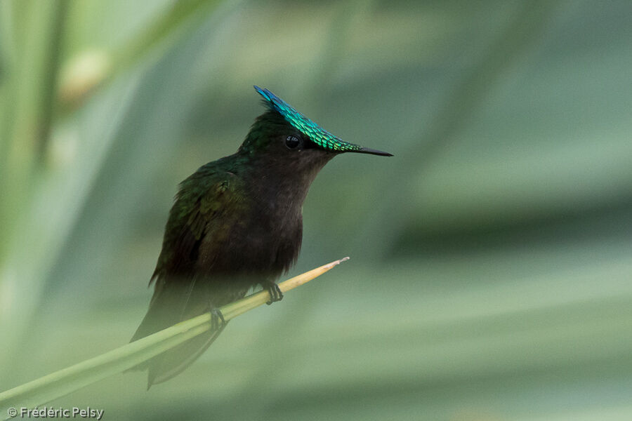 Antillean Crested Hummingbird male adult