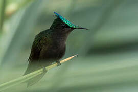 Antillean Crested Hummingbird