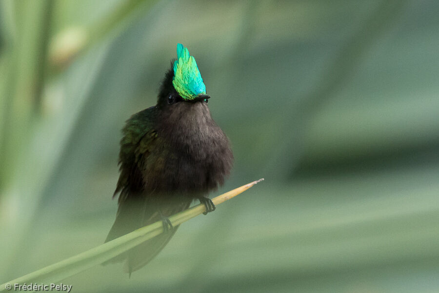 Antillean Crested Hummingbird male adult