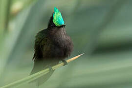 Antillean Crested Hummingbird