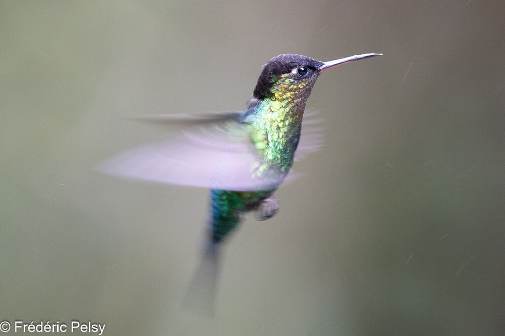 Colibri insigne, Vol