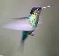 Fiery-throated Hummingbird