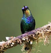 Fiery-throated Hummingbird