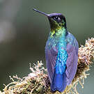 Colibri insigne