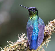 Fiery-throated Hummingbird