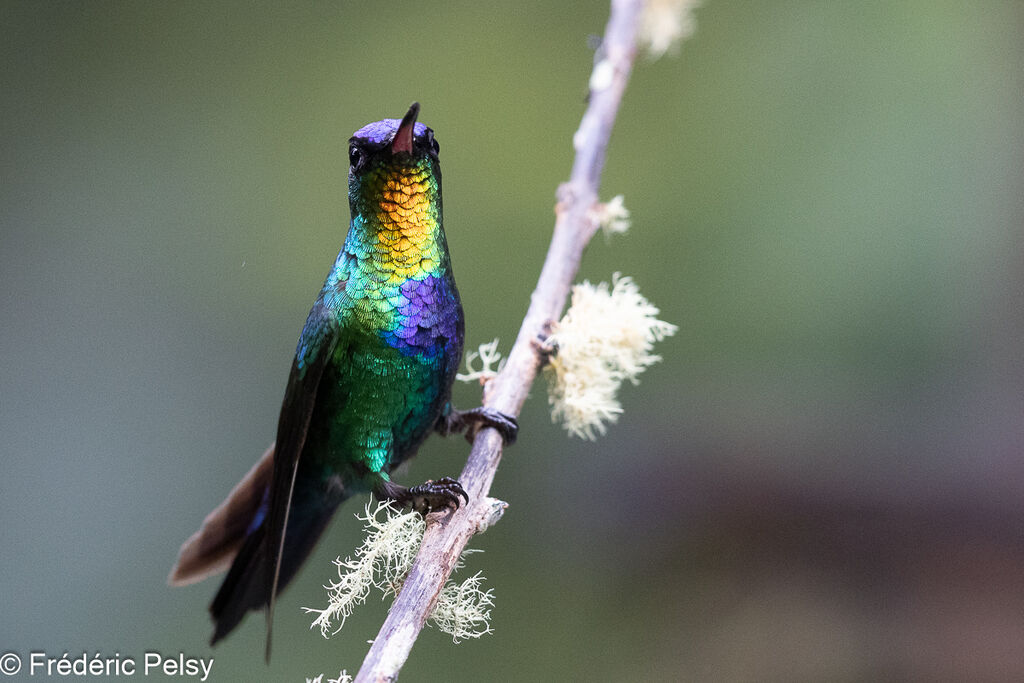 Colibri insigne