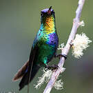 Colibri insigne