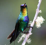 Fiery-throated Hummingbird