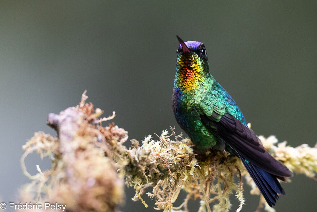 Fiery-throated Hummingbird