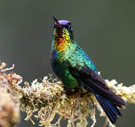 Fiery-throated Hummingbird