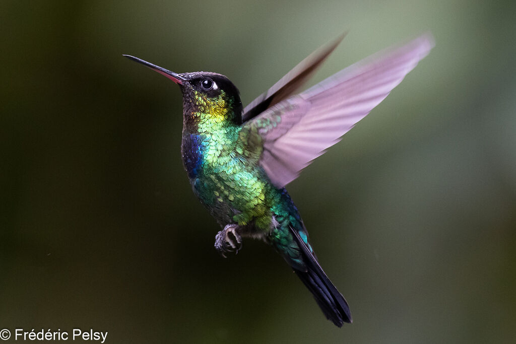 Fiery-throated Hummingbird, Flight