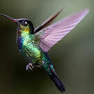Colibri insigne