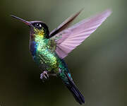 Colibri insigne