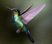 Fiery-throated Hummingbird