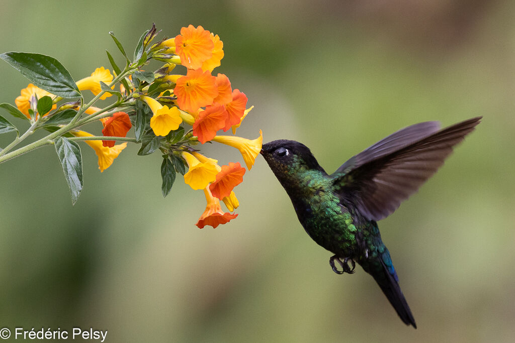 Fiery-throated Hummingbird