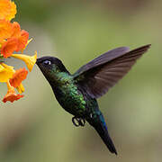 Fiery-throated Hummingbird