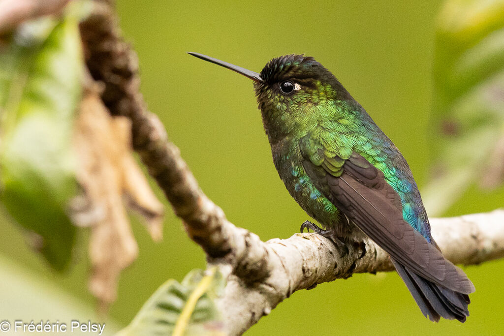 Fiery-throated Hummingbird