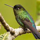 Colibri insigne