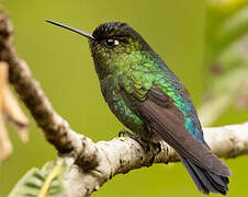 Fiery-throated Hummingbird