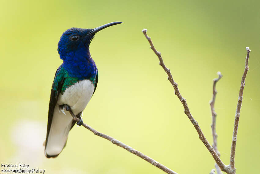 White-necked Jacobin male adult breeding, pigmentation