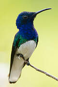 White-necked Jacobin