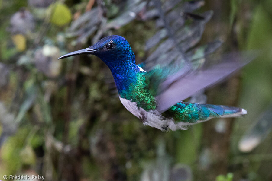 White-necked Jacobin