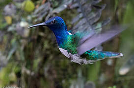 White-necked Jacobin