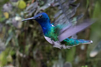 Colibri jacobin