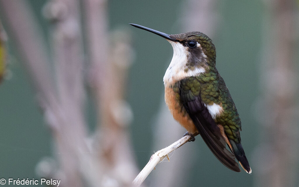 Magenta-throated Woodstar female